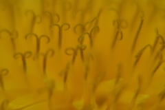 Dandelion Closeup