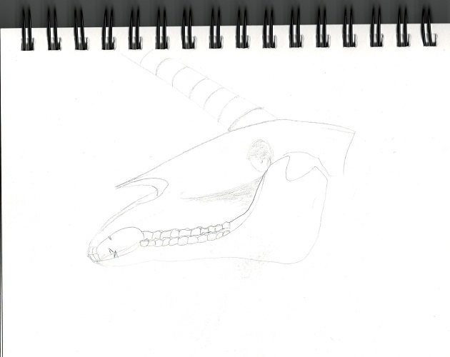 Drawing of a unicorn skull